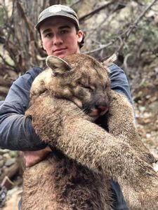 Hunt New Mexico Mountain Lions